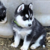 Photo №2 de l'annonce № 120635 de la vente husky de sibérie - acheter à La finlande annonce privée, éleveur