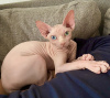 Photo №1. sphynx - à vendre en ville de Varsovie | 1200€ | Annonce № 112243