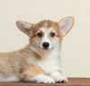 Photos supplémentaires: Welsh Corgi Pembroke. Filles intéressantes avec des documents UKU