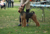 Photos supplémentaires: Chiot Airedale Terrier ZkwP/FCI - femelle et mâle