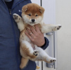 Photo №1. shiba - à vendre en ville de Riga | négocié | Annonce №112263