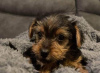 Photo №2 de l'annonce № 85224 de la vente yorkshire terrier - acheter à Koweït annonce privée