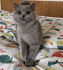 Photo №1. british shorthair - à vendre en ville de Пршибрам | 6152€ | Annonce № 75034