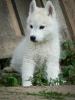 Photo №1. husky de sibérie - à vendre en ville de Belgrade | négocié | Annonce №127495