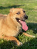 Photo №2 de l'annonce № 29085 de la vente chien bâtard - acheter à Fédération de Russie annonce privée