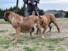 Photo №4. Je vais vendre boerboel en ville de Belgrade. éleveur - prix - négocié