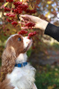 Photos supplémentaires: cavalier roi Charles Spaniel