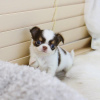 Photo №1. chihuahua - à vendre en ville de Floride | Gratuit | Annonce №124060