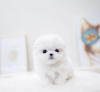 Photo №1. bichon à poil frisé - à vendre en ville de Texas City | 473€ | Annonce №105236