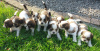 Photos supplémentaires: Beaux chiots Shih Tzu