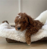 Photo №1. labradoodle, labrador retriever - à vendre en ville de Zagreb | 450€ | Annonce №88366