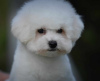 Photo №1. bichon à poil frisé - à vendre en ville de Belgrade | négocié | Annonce №100386