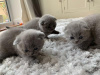 Photo №1. scottish fold - à vendre en ville de Helsinki | négocié | Annonce № 88037