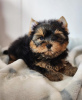 Photo №1. yorkshire terrier - à vendre en ville de Ньиредьхаза | négocié | Annonce №110180