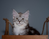 Photo №1. maine coon - à vendre en ville de Москва | négocié | Annonce № 9824