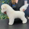 Photo №2 de l'annonce № 20866 de la vente bichon à poil frisé - acheter à Danemark de la fourrière