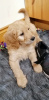 Photo №1. golden retriever - à vendre en ville de Ketchikan | négocié | Annonce №51097