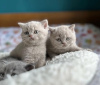 Photo №1. british shorthair - à vendre en ville de Heppenheim | Gratuit | Annonce № 120282