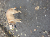 Photo №1. chien bâtard - à vendre en ville de Odessa | Gratuit | Annonce №83236