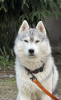 Photo №4. Je vais vendre husky de sibérie en ville de Kiev. de la fourrière, éleveur - prix - 962€