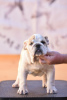 Photo №1. bulldog anglais - à vendre en ville de Ljig | négocié | Annonce №76019
