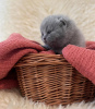 Photo №1. british shorthair - à vendre en ville de New york | 170€ | Annonce № 104281