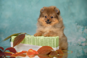 Photo №2 de l'annonce № 4060 de la vente spitz allemand - acheter à Fédération de Russie éleveur