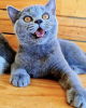 Photo №2 de l'annonce № 103832 de la vente british shorthair - acheter à Allemagne annonce privée