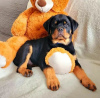 Photo №4. Je vais vendre rottweiler en ville de Varsovie. annonce privée - prix - 1200€