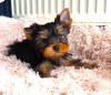 Photo №3. Chiots Yorkshire Terrier. L'Autriche