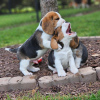 Photo №3. Les chiots Beagle recherchent. Allemagne