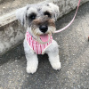 Photo №1. schnauzer miniature - à vendre en ville de Varsovie | négocié | Annonce №121849