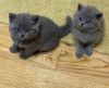 Photo №1. british shorthair - à vendre en ville de Bruxelles | 150€ | Annonce № 120723