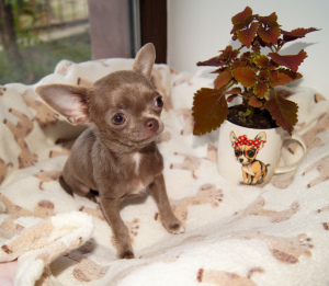 Photo №1. chihuahua - à vendre en ville de Odessa | 700€ | Annonce №3483