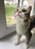 Photo №2 de l'annonce № 114681 de la vente exotic shorthair - acheter à Biélorussie de l'abri