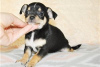 Photo №3. Adorables chiots Chihuahua en adoption gratuite. Allemagne