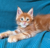 Photo №4. Je vais vendre maine coon en ville de Sion. annonce privée - prix - 400€