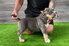 Photos supplémentaires: Chiots American Bully Pocket