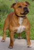 Photo №1. american pit bull terrier, staffordshire bull terrier - à vendre en ville de Hannover | 300€ | Annonce № 48221