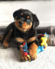 Photo №1. rottweiler - à vendre en ville de Texas City | négocié | Annonce №22862