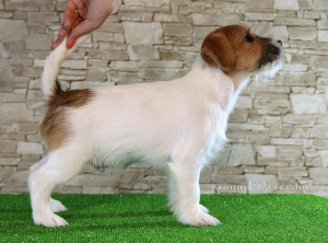 Photos supplémentaires: Luxueux chiots Jack Russell Terrier