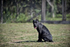 Photo №1. cane corso - à vendre en ville de Belgrade | négocié | Annonce №119870