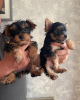 Photo №1. yorkshire terrier - à vendre en ville de Jacksonville | 379€ | Annonce №115267