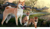 Photos supplémentaires: Chiots Shiba Inu