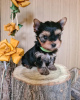 Photo №1. yorkshire terrier - à vendre en ville de Zrenjanin | négocié | Annonce №78913