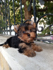 Photo №1. biewer yorkshire terrier - à vendre en ville de Балыкесир | 379€ | Annonce №81059