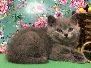 Photo №1. british shorthair - à vendre en ville de Samara | 305€ | Annonce № 6170