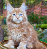 Photo №1. maine coon - à vendre en ville de Franklin Square | 246€ | Annonce № 83675