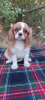 Photo №4. Je vais vendre cavalier king charles spaniel en ville de Kiev. éleveur - prix - 757€