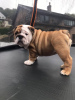 Photo №4. Je vais vendre bulldog anglais en ville de Мадрид. annonce privée, éleveur - prix - 450€